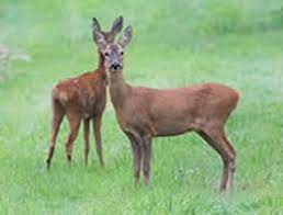 Deer on Ashdown Forest
