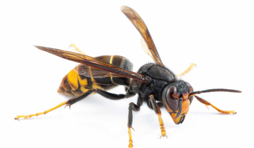 Picture of Asian Hornet